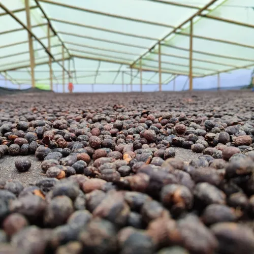 owoc kawowca podczas suszenia